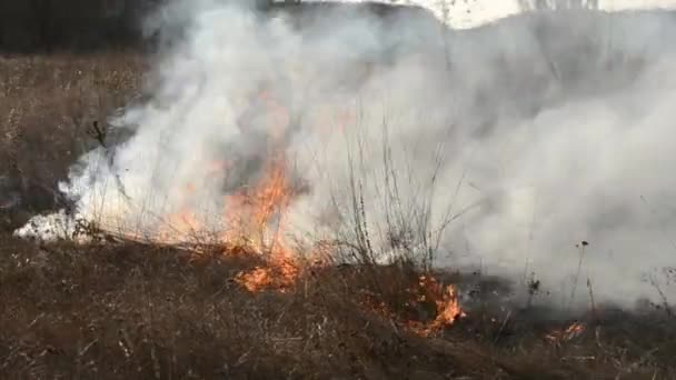 在接近白天的时候 干草在田里燃烧 在田里烧干草 抽着野火生态灾难 气候变化 生态污染 — 图库视频影像
