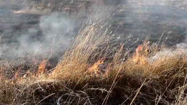 Dry Grass Burning Field Day Close Burning Dry Grass Field — Stock Video