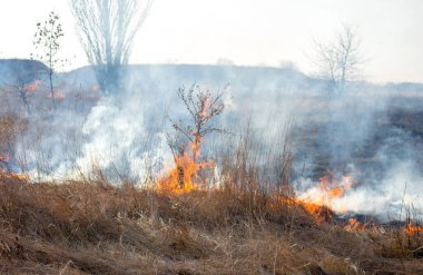 Sahada gün boyunca kuru çimenler yanıyor. Tarlada kuru ot yakmak. Ateş, ateş, duman, kül, kuru ot. Ateş tüttürüyor. Ekolojik afet, çevre, iklim değişikliği, ekoloji kirliliği