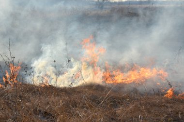 Sahada gün boyunca kuru çimenler yanıyor. Tarlada kuru ot yakmak. Ateş, ateş, duman, kül, kuru ot. Ateş tüttürüyor. Ekolojik afet, çevre, iklim değişikliği, ekoloji kirliliği