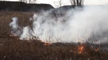 Sahada gün boyunca kuru çimenler yanıyor. Tarlada kuru ot yakmak. Ateş, ateş, duman, kül, kuru ot. Ateş tüttürüyor. Ekolojik afet, çevre, iklim değişikliği, ekoloji kirliliği