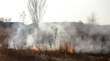 Sahada gün boyunca kuru çimenler yanıyor. Tarlada kuru ot yakmak. Ateş, ateş, duman, kül, kuru ot. Ateş tüttürüyor. Ekolojik afet, çevre, iklim değişikliği, ekoloji kirliliği