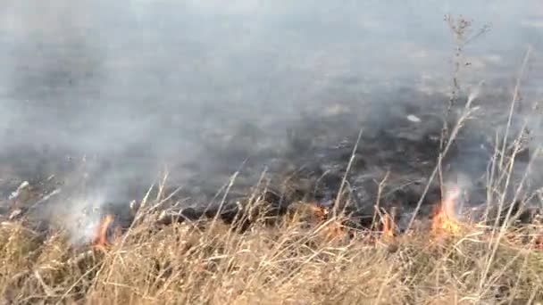 Hierba Seca Ardiendo Campo Durante Primer Día Quemando Hierba Seca — Vídeos de Stock