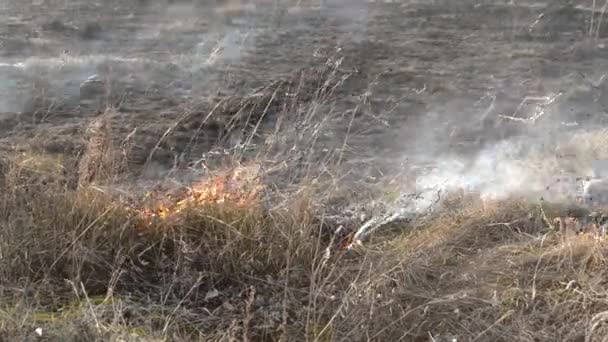 乾燥した草のフィールドでの日中のクローズアップ燃焼 畑で乾いた草を燃やす 乾燥草 野火を吸う 生態災害 気候変動 生態系汚染 — ストック動画