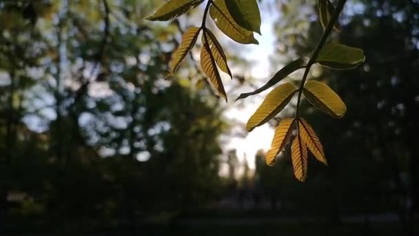 在夏至的日落时分 绿叶飘扬的背景下 带着小绿叶的假发在风中摇曳 自然背景 — 图库视频影像