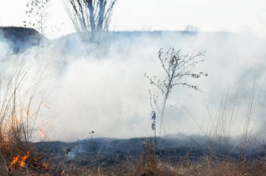 Sahada gün boyunca kuru çimenler yanıyor. Tarlada kuru ot yakmak. Ateş, ateş, duman, kül, kuru ot. Ateş tüttürüyor. Ekolojik afet, çevre, iklim değişikliği, ekoloji kirliliği