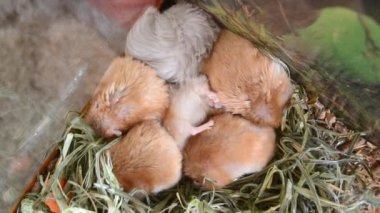 Hamster yakından uyuyor. Altı hamster kıvrılıp yerde yatıyor ve kafeste uyuyor. Ortadaki hamster pençelerini çıkardı. Suriyeli hamster kestiriyor. Evcil hayvanlar. Küçük tüylü hamsterlar. Pençeler, kırmızı gri yün