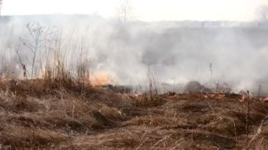 Sahada gün boyunca kuru çimenler yanıyor. Tarlada kuru ot yakmak. Ateş, ateş, duman, kül, kuru ot. Ateş tüttürüyor. Ekolojik afet, çevre, iklim değişikliği, ekoloji kirliliği