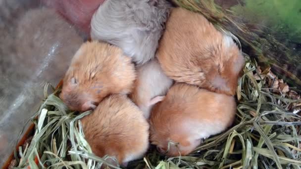 Hamster Sleeps Close Six Hamsters Curled Lying Sleeping Cage Hamster — Stock Video