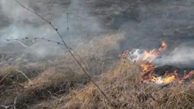 Sahada gün boyunca kuru çimenler yanıyor. Tarlada kuru ot yakmak. Ateş, ateş, duman, kül, kuru ot. Ateş tüttürüyor. Ekolojik afet, çevre, iklim değişikliği, ekoloji kirliliği