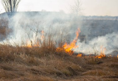 Sahada gün boyunca kuru çimenler yanıyor. Tarlada kuru ot yakmak. Ateş, ateş, duman, kül, kuru ot. Ateş tüttürüyor. Ekolojik afet, çevre, iklim değişikliği, ekoloji kirliliği