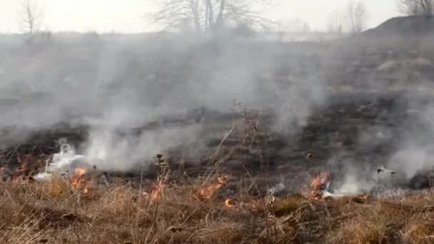 Hierba Seca Ardiendo Campo Durante Primer Día Quemando Hierba Seca — Vídeos de Stock