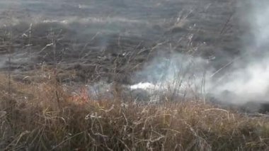 Sahada gün boyunca kuru çimenler yanıyor. Tarlada kuru ot yakmak. Ateş, ateş, duman, kül, kuru ot. Ateş tüttürüyor. Ekolojik afet, çevre, iklim değişikliği, ekoloji kirliliği