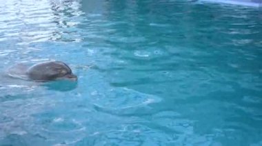 Woman swimming in the pool with dolphins. Girl holding on to the fin of a dolphin and swimming with him in a pool of water. Dolphin therapy. Recreation entertainment therapy. Animals Mammals Fish