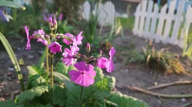 Pink flowers of a blooming petunia flower with green leaves on a flowerbed close-up during sunset dawn. Pink flower buds and petals. Flowering plant. Flowers plants fauna. Natural gardening background