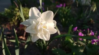 White narcissus daffodil flower close up in evening morning light swaying in wind. Flowering blooming plant on flowerbed. White flower buds petals. Flowers plants flora. Natural gardening background