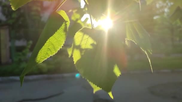 Πράσινα Φύλλα Δέντρου Μέσα Από Οποίο Λαμπερός Ήλιος Λάμπει Από — Αρχείο Βίντεο