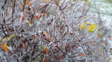 Kış ayazında, buzla kaplı çalıların dalları. Donmuş bitkiler. Buzlu yağmurdan sonra. Donmuş yağmur. Kış, kış, soğuk, buz, buz gibi. Doğal bir fenomen. Doğal arkaplan