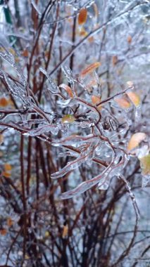 Çalıların dalları kış ayazında buzla kaplıydı. Donmuş bitkiler. Buzlu yağmurdan sonra. Donmuş yağmur. Soğuk, soğuk, buzlu, soğuk. Doğal fenomen. Doğal arka plan. Dikey video