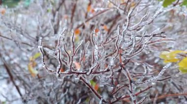 Kış ayazında, buzla kaplı çalıların dalları. Donmuş bitkiler. Buzlu yağmurdan sonra. Donmuş yağmur. Kış, kış, soğuk, buz, buz gibi. Doğal bir fenomen. Doğal arkaplan