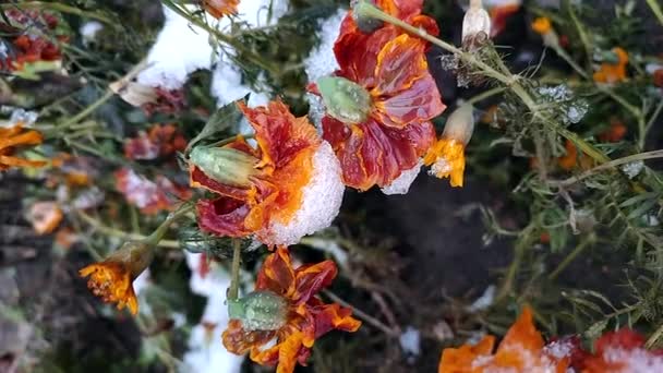 冬の終わりに雪氷に覆われた花弁で茶色い花を咲かせます 花チェルノブイリや草が氷や雪を覆っていました 霜が凍る 自然背景 — ストック動画