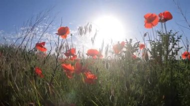Red blooming poppies, green grass, brightly shining sun on the blue sky on a sunny spring day. Green grass and red wildflowers swaying in wind in field. Close-up view. Beautiful natural background