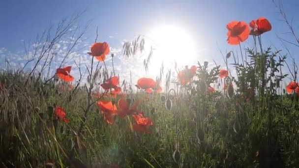 春の晴れた日には 青空に赤い花のケシ 緑の草 明るく輝く太陽 緑の芝生と赤い野の花が畑の風に揺れる クローズアップビュー 美しい自然背景 — ストック動画