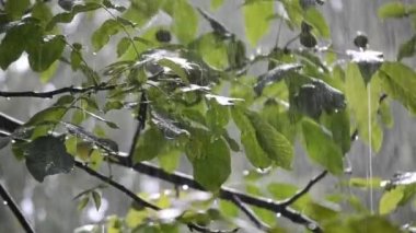 Heavy rain. Drops of heavy rain dripping on large green leaves of tree branch on summer day. Rainfall shower downpour. Raindrops walnut branch. Rainy weather. Weather precipitation. Natural background