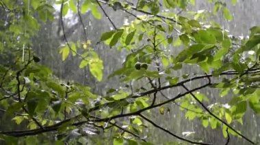 Heavy rain. Drops of heavy rain dripping on large green leaves of tree branch on summer day. Rainfall shower downpour. Raindrops walnut branch. Rainy weather. Weather precipitation. Natural background