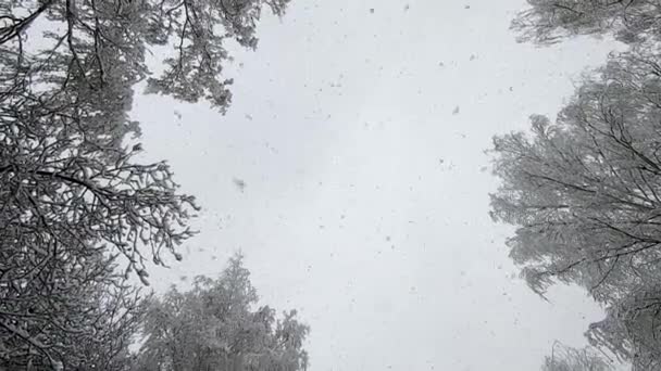 上から雪が降る 降雪だ 冬の日に空と雪に覆われた木々に対して垂直に上からフレークに落ちます 上から雪がたくさん降ります 冬の季節的背景 — ストック動画
