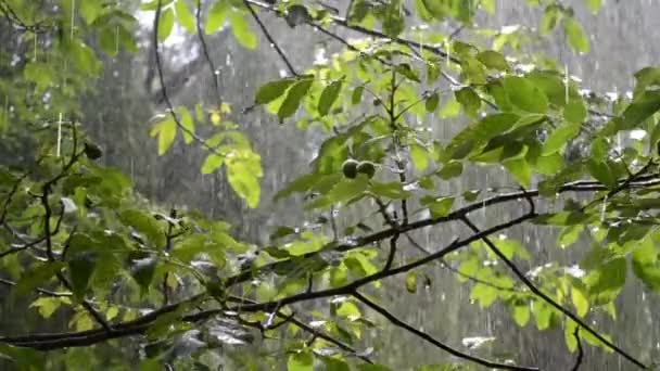 Heavy Rain Drops Heavy Rain Dripping Large Green Leaves Tree — Wideo stockowe