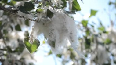 Poplar blossom. Poplar fluff down. Fluffy white poplar flowers on a tree branch. Large inflorescences of white fluff blossom and green leaves close-up. Poplar fluffing. Natural bloom flowering tree