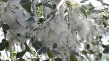 Poplar blossom. Poplar fluff down. Fluffy white poplar flowers on a tree branch. Large inflorescences of white fluff blossom and green leaves close-up. Poplar fluffing. Natural bloom flowering tree