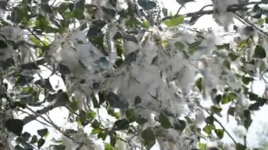 Poplar blossom. Poplar fluff down. Fluffy white poplar flowers on a tree branch. Large inflorescences of white fluff blossom and green leaves close-up. Poplar fluffing. Natural bloom flowering tree