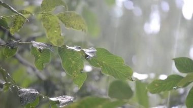 Heavy rain. Drops of heavy rain dripping on large green leaves of tree branch on summer day. Rainfall shower downpour. Raindrops walnut branch. Rainy weather. Weather precipitation. Natural background