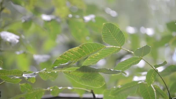 大滴的大雨滴在树枝的绿色叶子上 倾盆大雨 雨滴核桃枝 天气降水 自然背景 — 图库视频影像