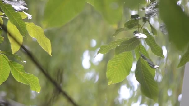 大滴的大雨滴在树枝的绿色叶子上 倾盆大雨 雨滴核桃枝 天气降水 自然背景 — 图库视频影像