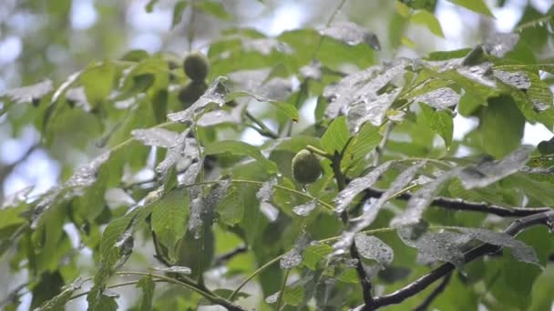 Heavy Rain Drops Heavy Rain Dripping Large Green Leaves Tree — Vídeo de Stock