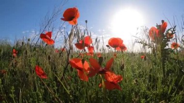 Red blooming poppies, green grass, brightly shining sun on the blue sky on a sunny spring day. Green grass and red wildflowers swaying in wind in field. Close-up view. Beautiful natural background