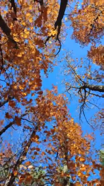 秋天阳光明媚的日子里 树梢上的红色橘红色叶子在风中摇曳 背景是晴朗的蓝天 底部的观点 森林林地自然秋天季节背景 美丽的自然背景 — 图库视频影像