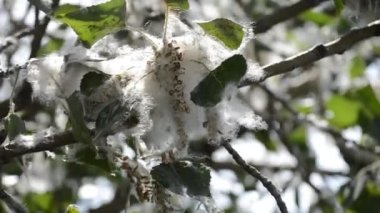 Poplar blossom. Poplar fluff down. Fluffy white poplar flowers on a tree branch. Large inflorescences of white fluff blossom and green leaves close-up. Poplar fluffing. Natural bloom flowering tree