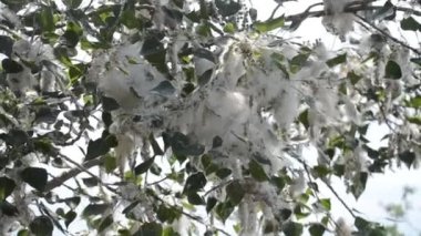 Poplar blossom. Poplar fluff down. Fluffy white poplar flowers on a tree branch. Large inflorescences of white fluff blossom and green leaves close-up. Poplar fluffing. Natural bloom flowering tree