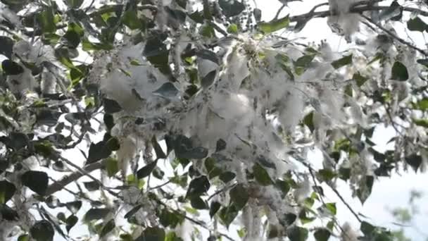 Цветок Тополя Поплар Развевается Пушистые Белые Тополь Цветы Ветке Дерева — стоковое видео