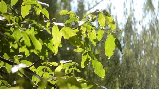 Raining Sunny Day Rain Falls Drops Falling Rain Tree Branch — Vídeo de stock