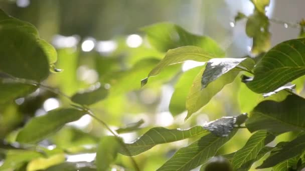 晴れた日に雨が降る 雨が降る 輝く太陽に照らされた大きな緑のクルミの葉を持つ落下雨や木の枝の落下 雨が降る 自然な背景 自然現象の背景 — ストック動画