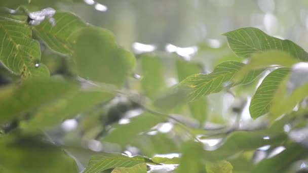 Heavy Rain Drops Heavy Rain Dripping Large Green Leaves Tree — Video Stock