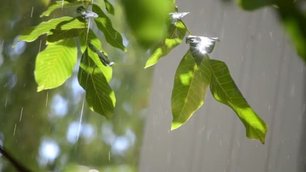 Raining Sunny Day Rain Falls Drops Falling Rain Tree Branch — Stock video