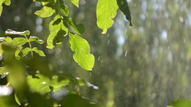 Raining Sunny Day Rain Falls Drops Falling Rain Tree Branch — Vídeo de Stock