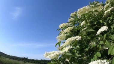 White flowers with green leaves on branches of an elderberry bush against a blue sky on a spring summer sunny day. Leaves, flowers and branches swaying in the wind. Place for text. Natural background