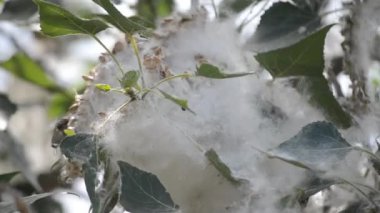 Poplar blossom. Poplar fluff down. Fluffy white poplar flowers on a tree branch. Large inflorescences of white fluff blossom and green leaves close-up. Poplar fluffing. Natural bloom flowering tree